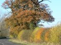 18th November 2006 - Autumn in Warwickshire - Autumn Hedgerow on Welsh Road by Ford Farm