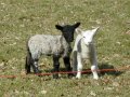 7th April 2003 - National Trust Ickworth House Lambs