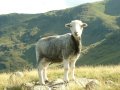 20th August 2004 - Lakes - Chief Sheep on The Band