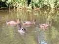 6th August 2004 - Grand Union Canal - Welford Arm Ducks at Bridge 1