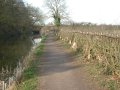 18th March 2005 - Grand Union Canal - Towpath Hedge Laying & Pat's Bridge