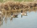 18th March 2005 - Walk 613 - Grand Union Canal - Noisey Canada Geese after Bridge 64