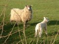 18th March 2005 - Grand Union Canal - Lamb with its Mum