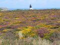 8th August 2006 - South West Coastal Path - Colourful Carpet of Flora on Gwennap Head