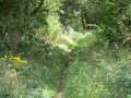 17th August 2007 - Heart of England Way - Path near Packington Moor Farm