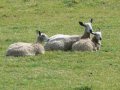 17th August 2007 - Heart of England Way - Sheep at Buck's Head Farm
