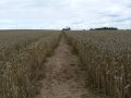 17th August 2007 - Heart of England Way - Path from Brockhurst Lane to Hints Farm