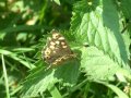 13th May 2008 - Heart of England Way - Speckled Wood Butterfly near Hunger Hill