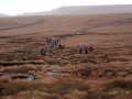 14 December 2003 - Walk 574 - Peak District - Brown Knoll - 'B' Group on Horsehill Tor towards Lord's Seat
