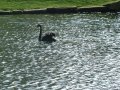 22nd February 2004 - Walk 575 - Forest of Dean - Black Swan on Pond in Upper Redbrook Village