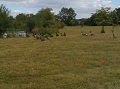 9th August 2011 - Canada Geese near Catesby House