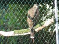 31st October 2006 - Warwickshire Ramble - Caged Bird of Prey near Leicester Lane