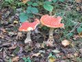 31st October 2006 - Warwickshire Ramble - Fungi in Wappenbury Wood