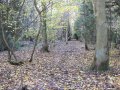 21st November 2006 - Warwickshire Ramble - South Cubbington Wood