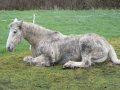 11th December 2006 - Kinver - Horse near Path Opposite Dunsley Village