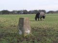 19th December 2006 - Warwickshire Ramble - Horse by OS Column near Buckley Road Lillington