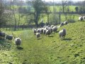 25th January 2007 - Warwickshire Ramble - Following like Sheep on Wappenbury Earthworks
