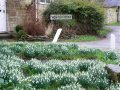 16th February 2007 - Winchcombe - Snowdrops in Castle Street