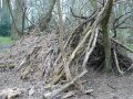 30th March 2007 - Chequers - Crude Shelter on Little Hampden Common