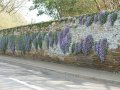 18th March 2009 - BT Group Walk - Floral Wall in Old Village