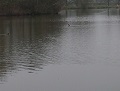 17th March 2015 - Golf Course - Ducks on Golf Course Lake