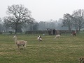 17th March 2015 - Golf Course - Alpacas in Field South of Hampton in Arden