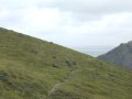 2 July 02 SW Path - Goats on Cambeak